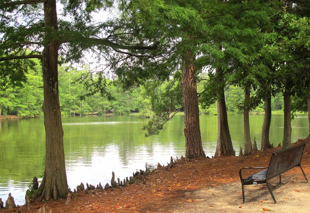 Swan Lake, Sumter, SC